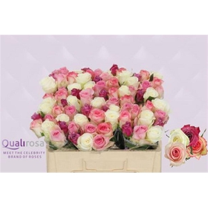 R Gr Mix Candy Crush -in box