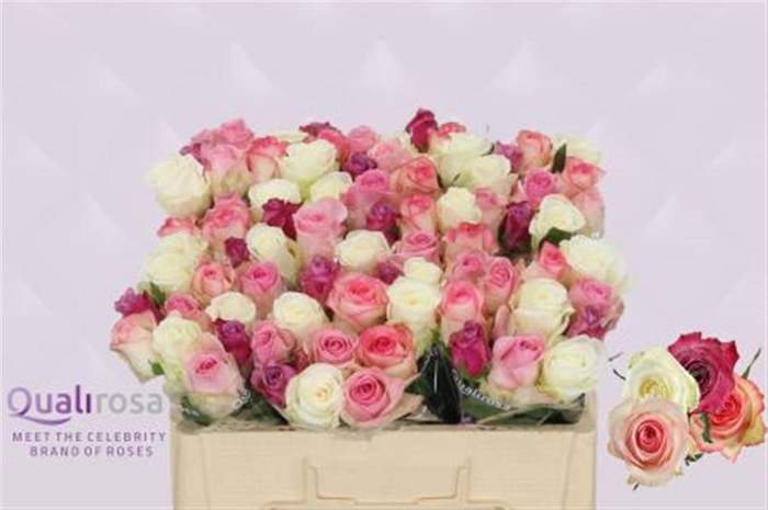 <h4>R Gr Mix Candy Crush -in box</h4>