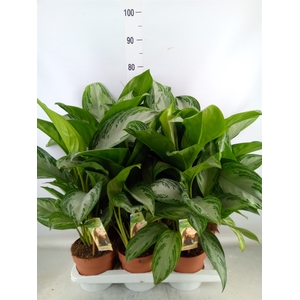 Aglaonema  'Silver Bay'