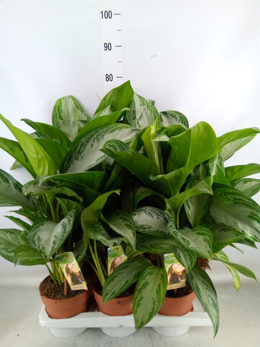 <h4>Aglaonema  'Silver Bay'</h4>