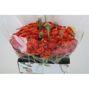 Ran Cloni Ex Mandarino