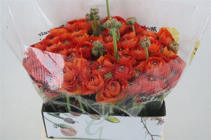 <h4>Ran Cloni Ex Mandarino</h4>