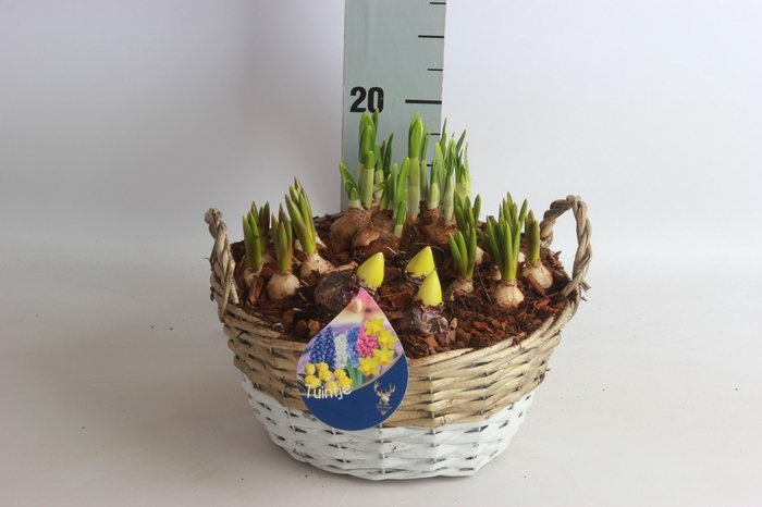 <h4>ARR BOL KNOLGEWAS</h4>