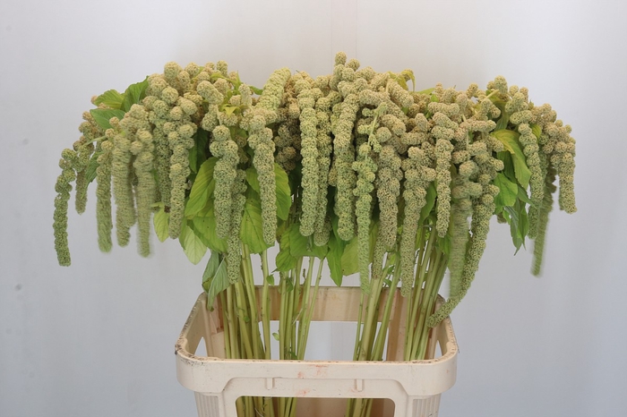 <h4>Amaranthus Caudatus Cycloop</h4>