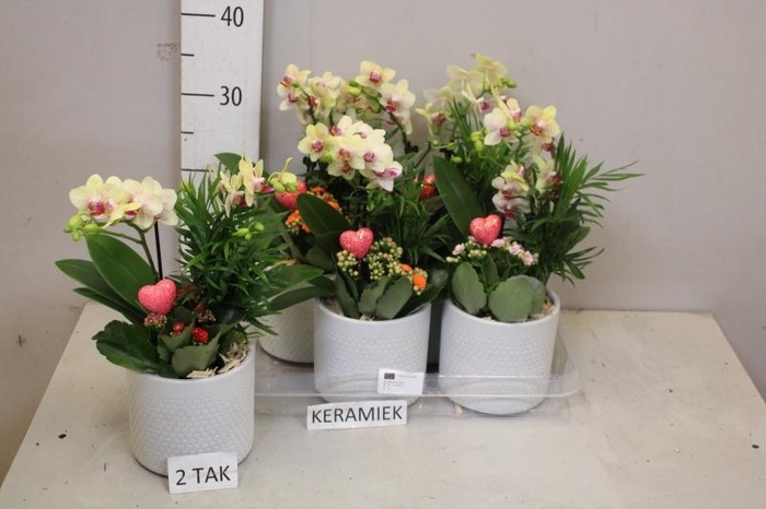 <h4>ARR KAMERPL BLOEI</h4>