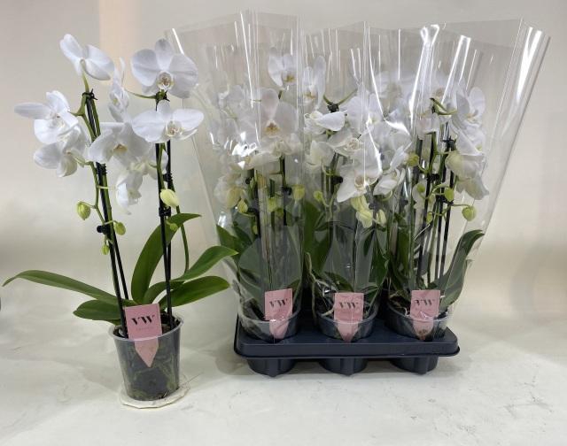 <h4>PHAL EL CASCADE</h4>