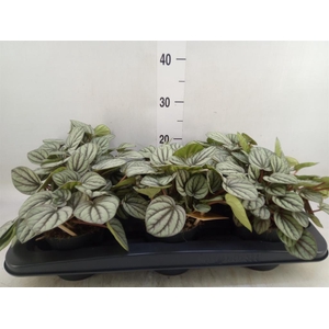 Peperomia