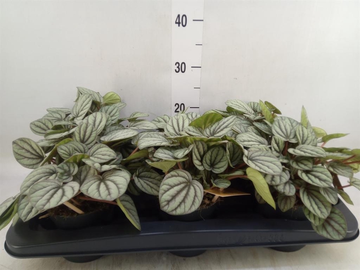<h4>Peperomia</h4>