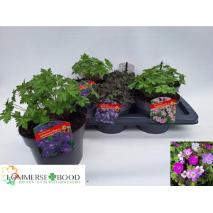 GERANIUM OVERIG