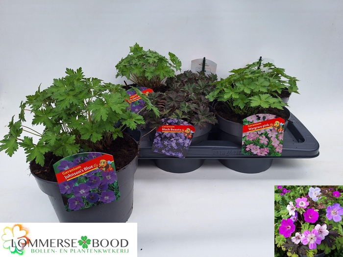 <h4>GERANIUM OVERIG</h4>