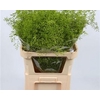 Limonium Beltlaard Klb Green