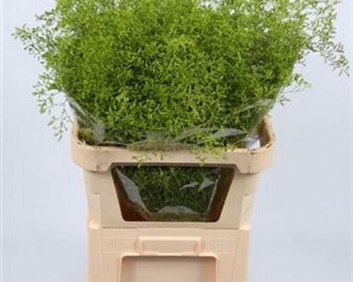 <h4>Limonium Beltlaard Klb Green</h4>