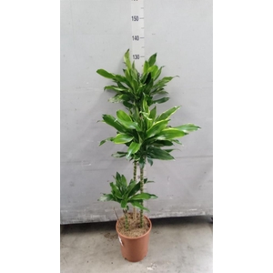 Dracaena frag. 'Golden Coast'