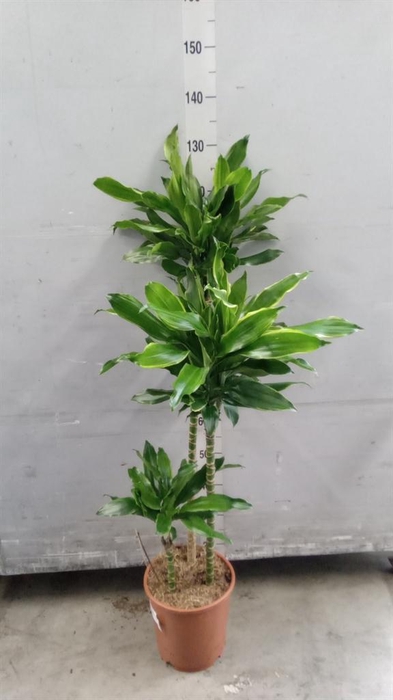 <h4>Dracaena frag. 'Golden Coast'</h4>