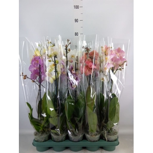 Phalaenopsis   ...mix