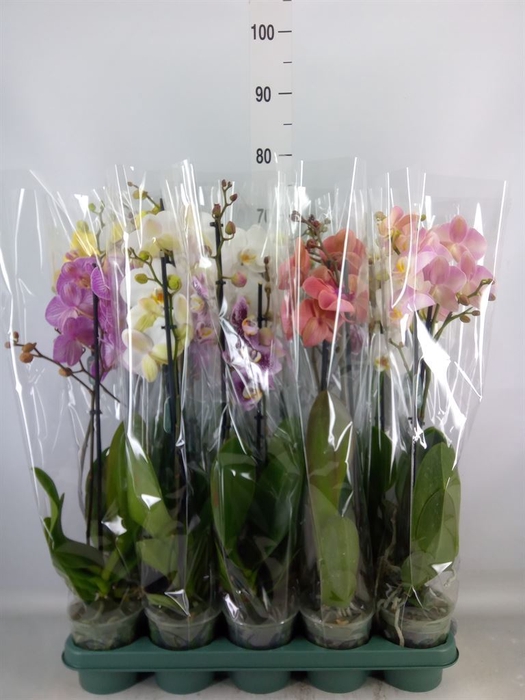 <h4>Phalaenopsis   ...mix</h4>