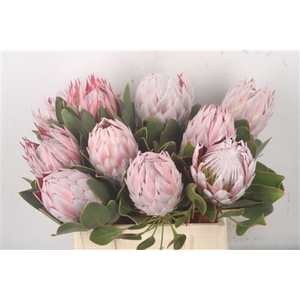 Protea Cynaroides M