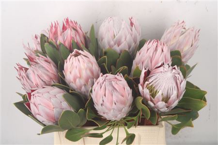 <h4>Protea Cynaroides M</h4>