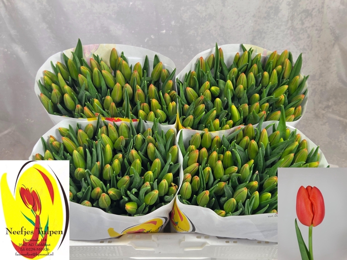 <h4>TU EN ORANGE JUICE</h4>