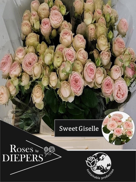 <h4>R TR SWEET GISELLE!</h4>