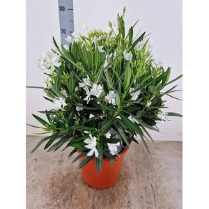 NERIUM OLEANDER OV