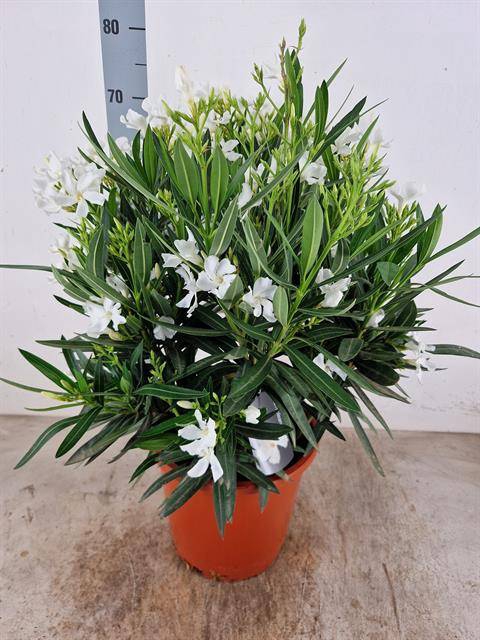 <h4>NERIUM OLEANDER OV</h4>