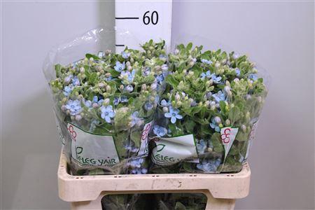 <h4>Oxy Co Tan Pure Blu</h4>