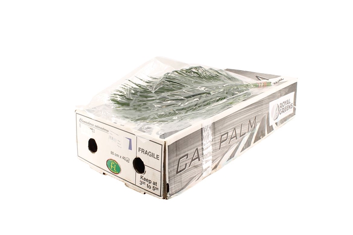 <h4>Cat Palm 80 V P</h4>