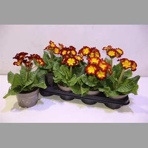 Prim Elatior Yellow Red