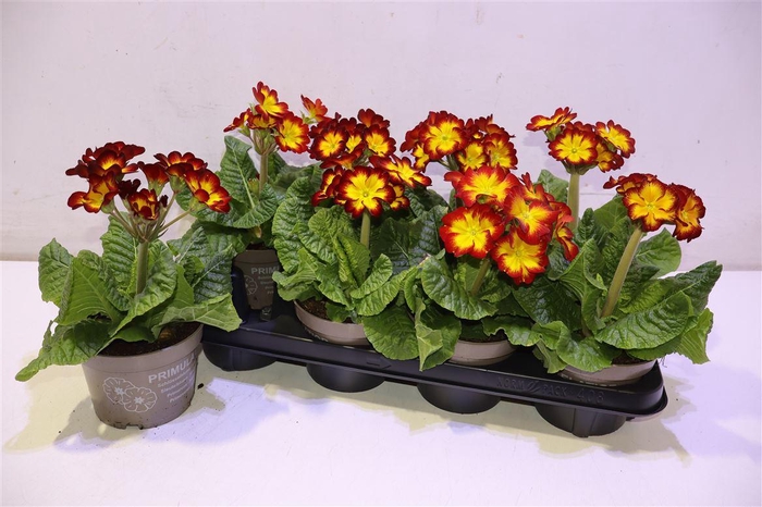 <h4>arr8 Prim Elatior Yellow Red</h4>