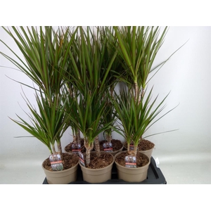 Dracaena marg.