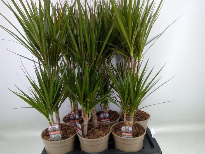 <h4>Dracaena marg.</h4>