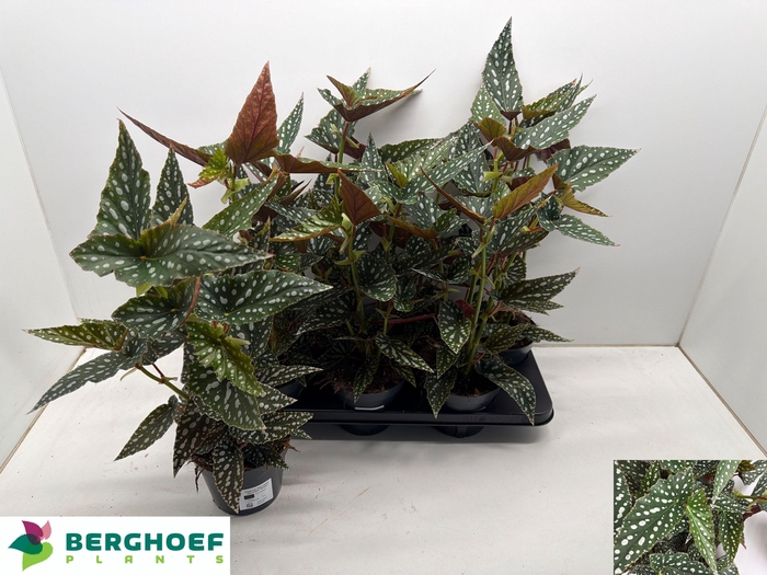 <h4>BEG MA SPOTL  DARK</h4>