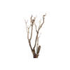 Syringa Branch Super Joplin