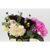 Dahlia Gemengd in fust