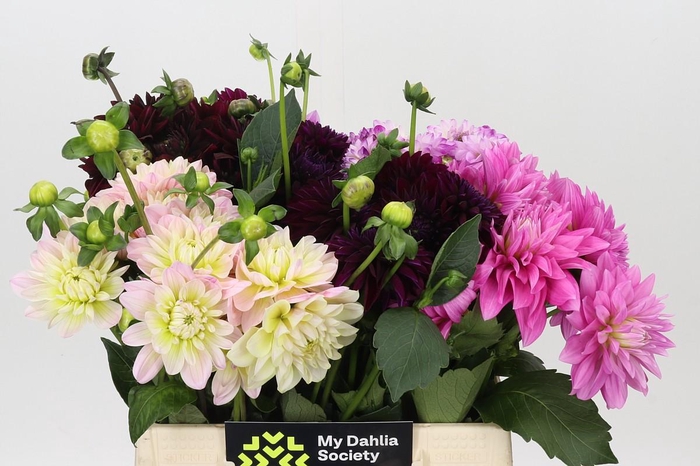 Dahlia Gemengd in fust