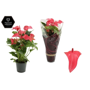Anthurium 12 cm Romantico in Couture Diamond Line Purple sleeve