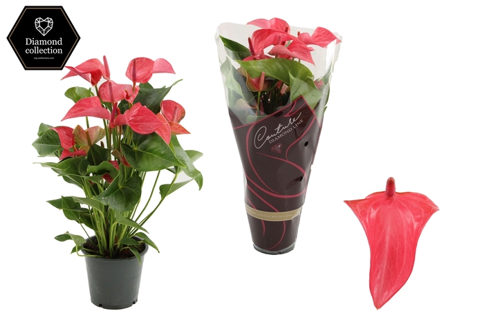 <h4>Anthurium 12 cm Romantico in Couture Diamond Line Purple sleeve</h4>