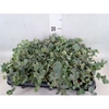Sedum sieboldii