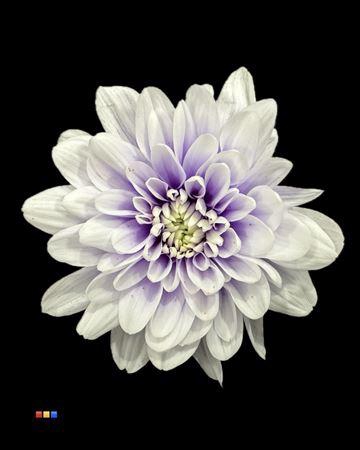 <h4>Chr T 2 Kl Baltica Pastel Milka</h4>