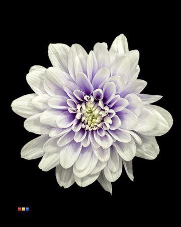 <h4>Chr T 2 Kl Baltica Pastel Milka</h4>