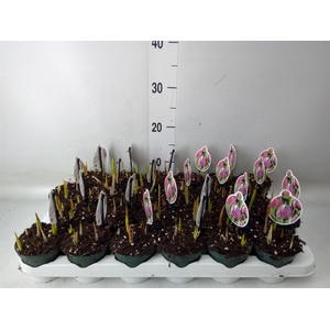 Fritillaria meleagris