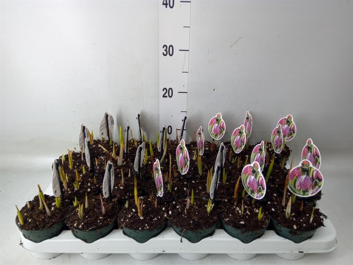 <h4>Fritillaria meleagris</h4>