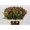 Protea Robijn