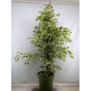 Ficus benja. 'Starlight'