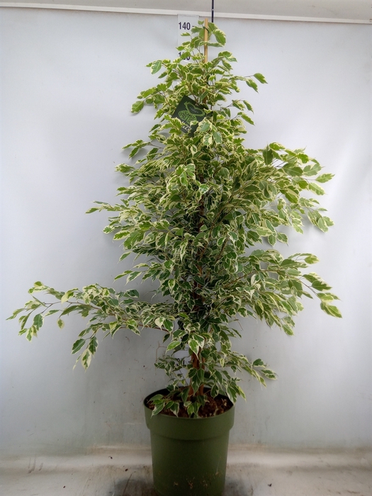 <h4>Ficus benja. 'Starlight'</h4>