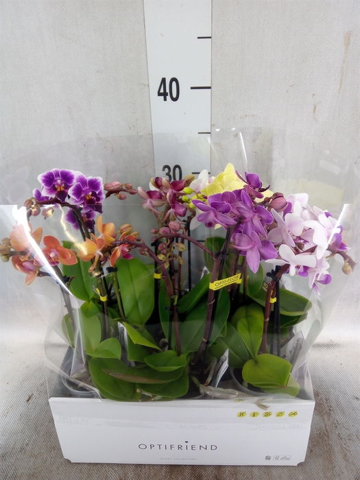 Phalaenopsis multi.   ...mix  5