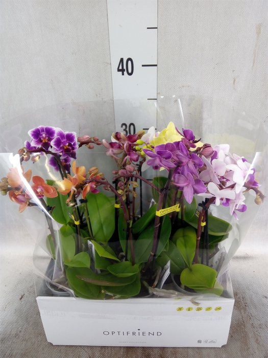 <h4>Phalaenopsis multi.   ...mix  5</h4>