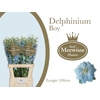 Delphinium Boy