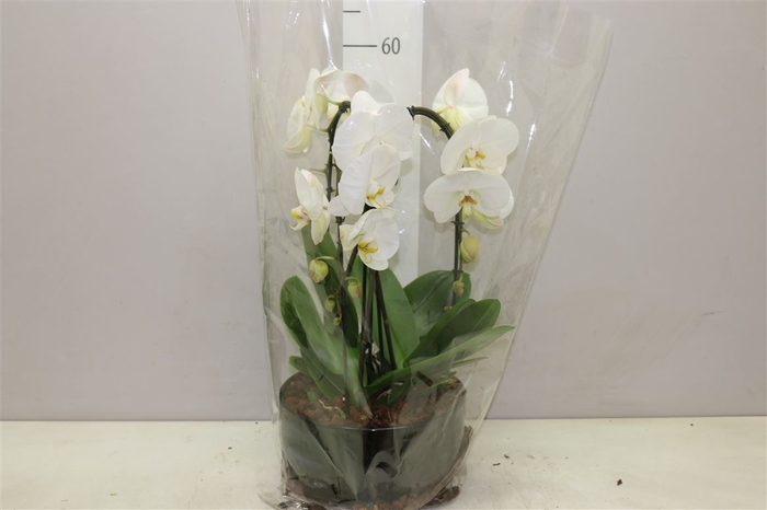 <h4>Phal Crown Wit In Saskia Black Keramiek</h4>